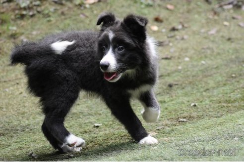 成約済の三重県のボーダーコリー-256151の4枚目