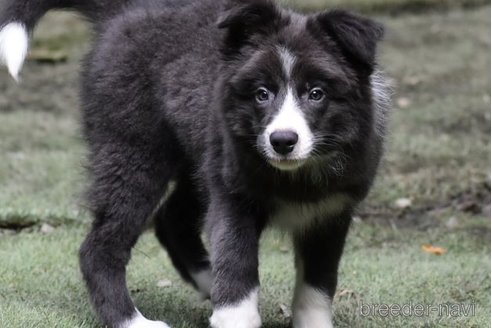 成約済の三重県のボーダーコリー-256151の3枚目