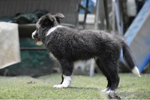 成約済の三重県のボーダーコリー-256151の2枚目