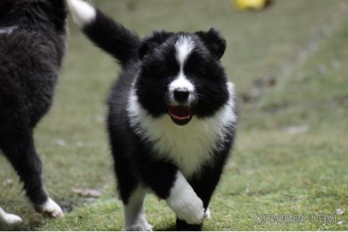 成約済の三重県のボーダーコリー-269106の4枚目