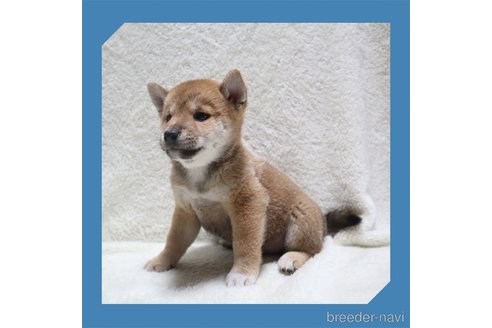 成約済の岡山県の柴犬-261956の4枚目