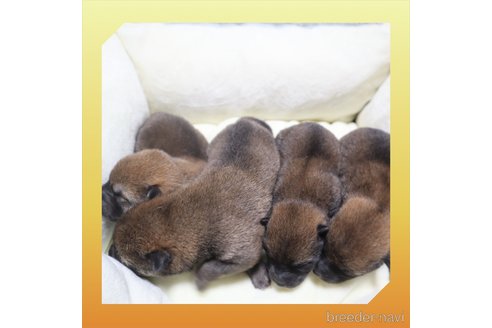 成約済の岡山県の柴犬-269121の24枚目