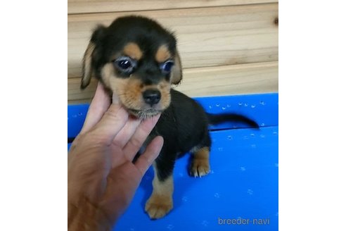 成約済の岐阜県のミックス犬-269131