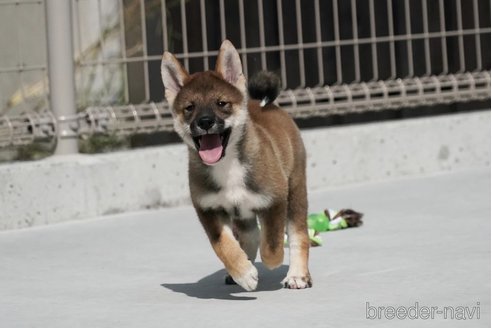 成約済の愛媛県の四国犬-269141の2枚目