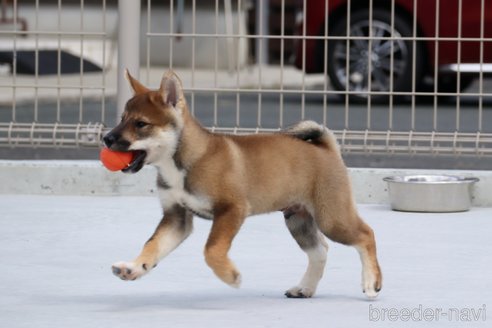 成約済の愛媛県の四国犬-269141の3枚目