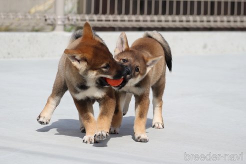 成約済の愛媛県の四国犬-269141の4枚目