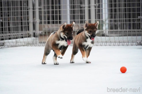 成約済の愛媛県の四国犬-269141の5枚目