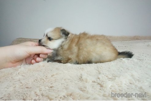 成約済の奈良県のミックス犬-269154の4枚目