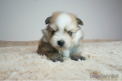 成約済の奈良県のミックス犬-269154の3枚目