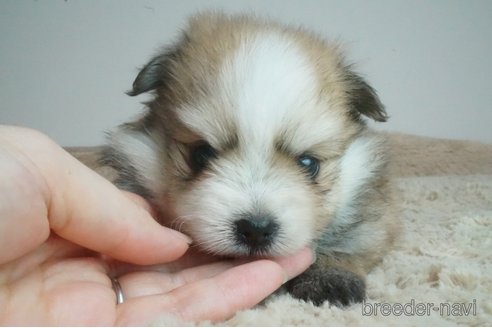 成約済の奈良県のミックス犬-269154の1枚目