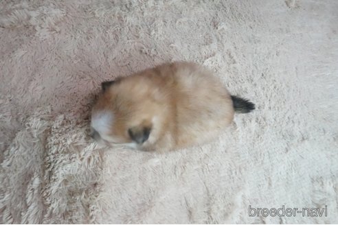 成約済の奈良県のミックス犬-269154の5枚目