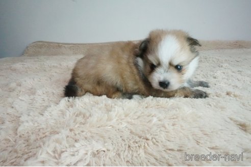成約済の奈良県のミックス犬-269154の2枚目