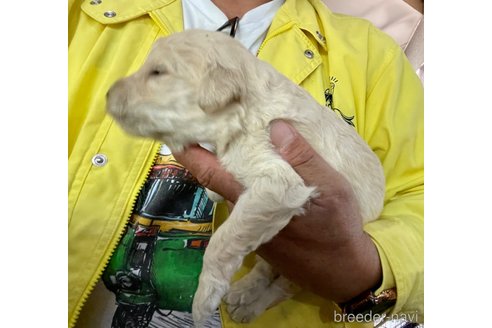 成約済の長野県のゴールデンドゥードル:ゴールデンレトリーバー×プードル-269195の2枚目