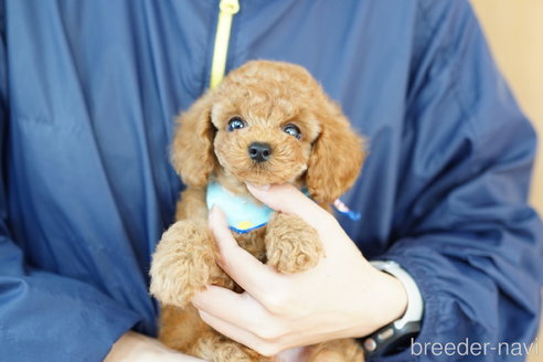 成約済の埼玉県のトイプードル-269208の3枚目