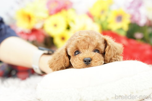 成約済の埼玉県のトイプードル-269208の2枚目