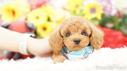 成約済の埼玉県のトイプードル-269208の1枚目