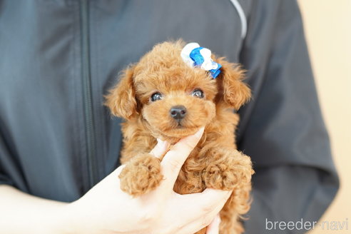 成約済の埼玉県のトイプードル-269212の4枚目