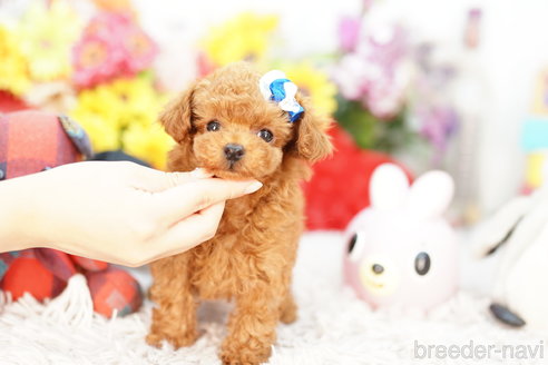 成約済の埼玉県のトイプードル-269212の3枚目