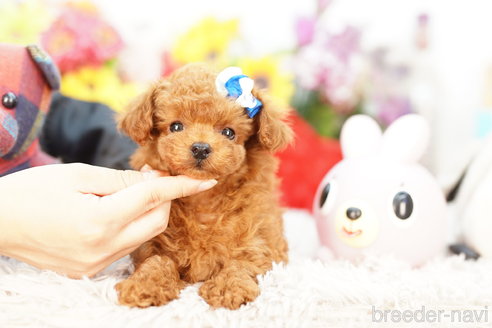 成約済の埼玉県のトイプードル-269212の2枚目