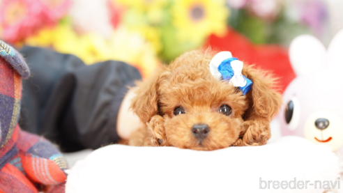 成約済の埼玉県のトイプードル-269212の1枚目