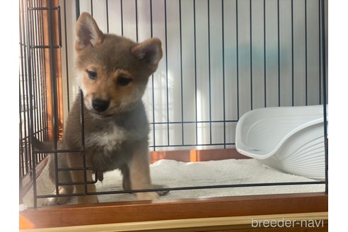 成約済の岡山県の柴犬-269220の4枚目