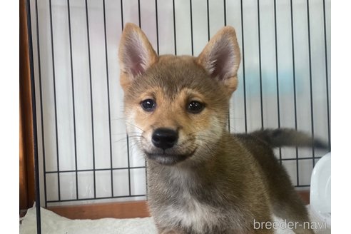 成約済の岡山県の柴犬-269220の1枚目