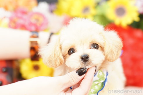 成約済の埼玉県のマルプー:マルチーズ×トイプードル-269221の3枚目