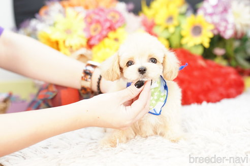 成約済の埼玉県のマルプー:マルチーズ×トイプードル-269221の2枚目