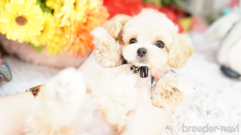 成約済の埼玉県のマルプー:マルチーズ×トイプードル-269221