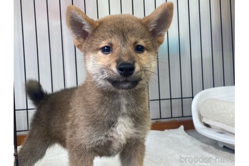 成約済の岡山県の柴犬-269222の1枚目