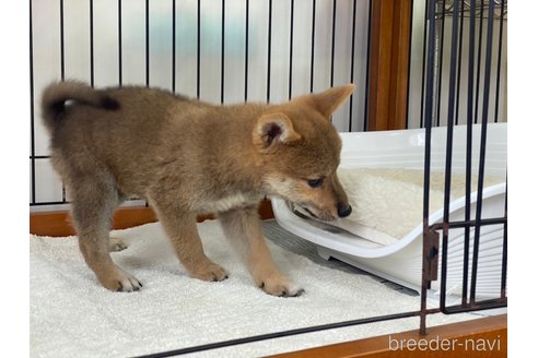 成約済の岡山県の柴犬-269222の4枚目