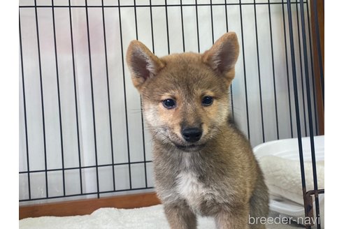 成約済の岡山県の柴犬-269222の5枚目