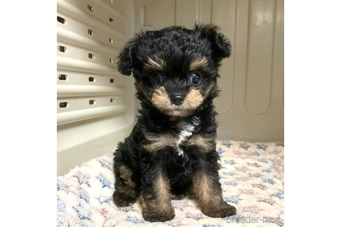 成約済の徳島県のミックス犬-264297の5枚目