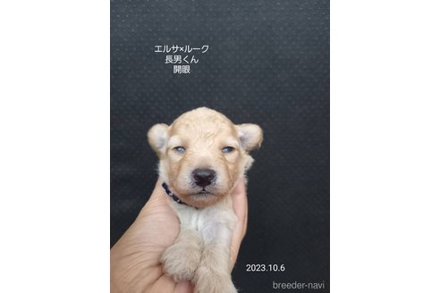 成約済の大阪府のタイニープードル-265942の4枚目