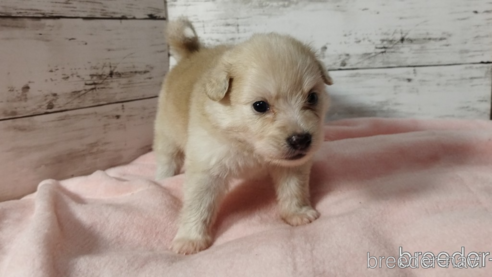 成約済の兵庫県のミックス犬-269272の1枚目