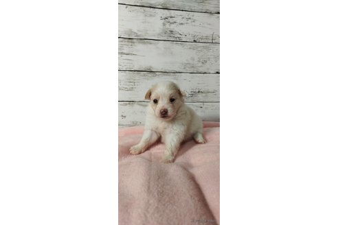成約済の兵庫県のミックス犬-269274の7枚目