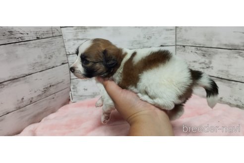 成約済の兵庫県のミックス犬-269275の7枚目