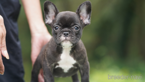 成約済の京都府のフレンチブルドッグ-269305