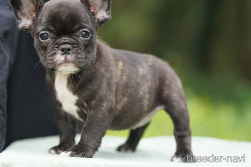 成約済の京都府のフレンチブルドッグ-269305の4枚目