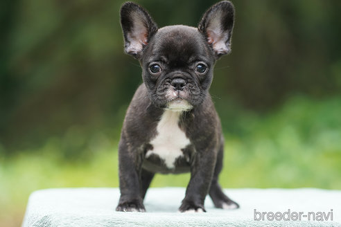 成約済の京都府のフレンチブルドッグ-269305の3枚目