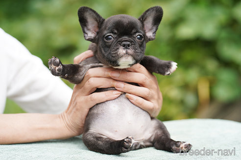 成約済の京都府のフレンチブルドッグ-269305の2枚目