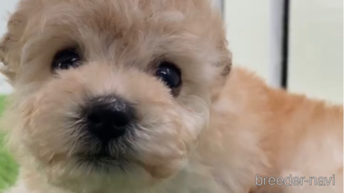 成約済の福岡県のタイニープードル-269326