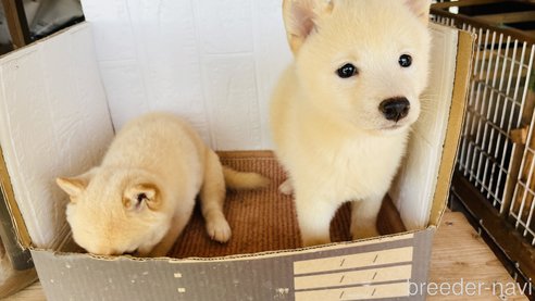 成約済の茨城県の豆柴-266235の2枚目