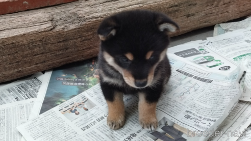 成約済の岡山県の柴犬-261583の1枚目