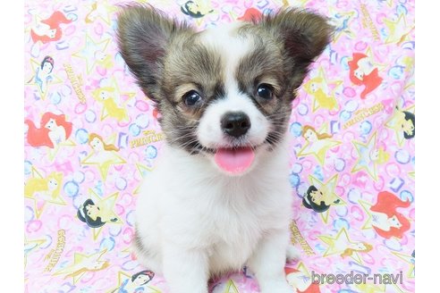 成約済の千葉県のミックス犬-264992の13枚目