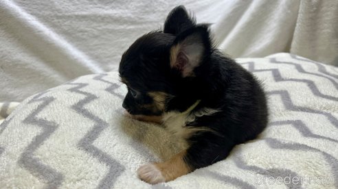 成約済の滋賀県のチワワ(ロングコート)-263443の2枚目