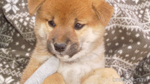 成約済の三重県の柴犬-269376の1枚目