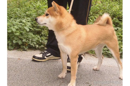 成約済の三重県の柴犬-269376の2枚目