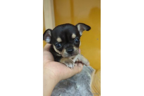 成約済の福岡県のチワワ(スムースコート)-269407の2枚目