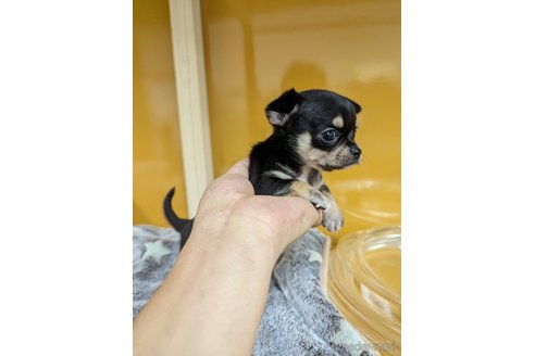 成約済の福岡県のチワワ(スムースコート)-269407の3枚目